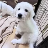 グレートピレニーズ