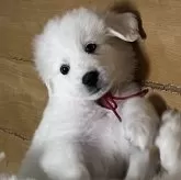 グレートピレニーズ