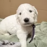 グレートピレニーズ