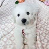 グレートピレニーズ