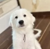 グレートピレニーズ