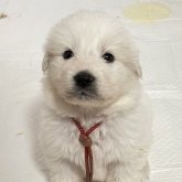 グレートピレニーズ