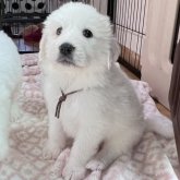 グレートピレニーズ