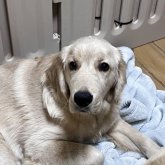 ゴールデンレトリバー