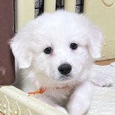 グレートピレニーズ