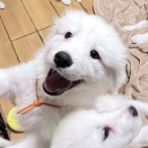 グレートピレニーズ