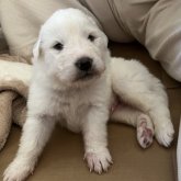 グレートピレニーズ