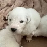 グレートピレニーズ