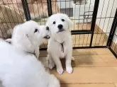 グレートピレニーズ【静岡県・女の子・2025年9月28日・ホワイト】の写真4