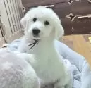 グレートピレニーズ【静岡県・女の子・2025年9月28日・ホワイト】の写真7