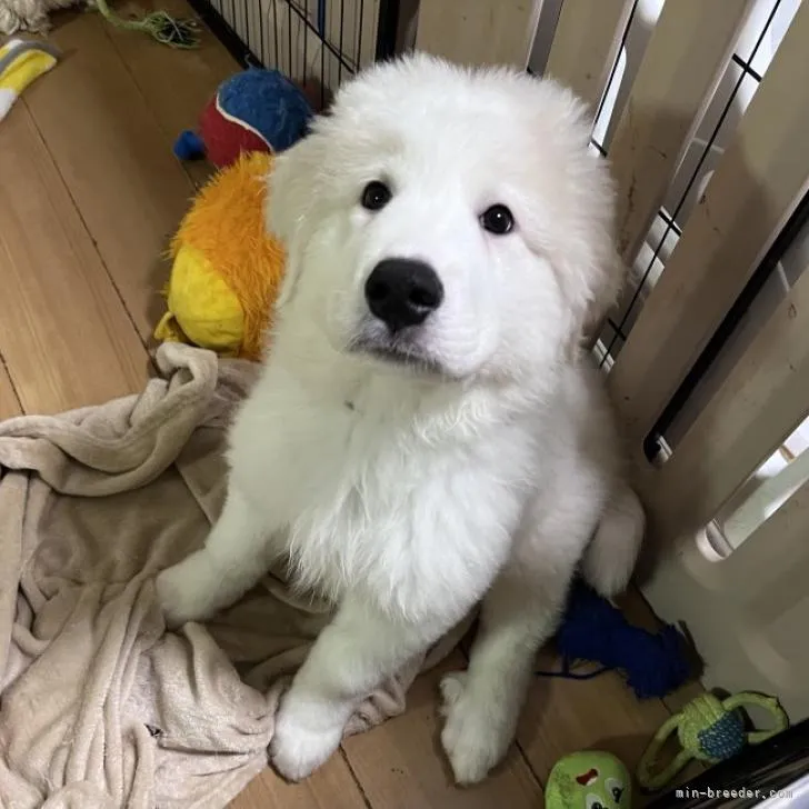 ID：2206-02305の子犬