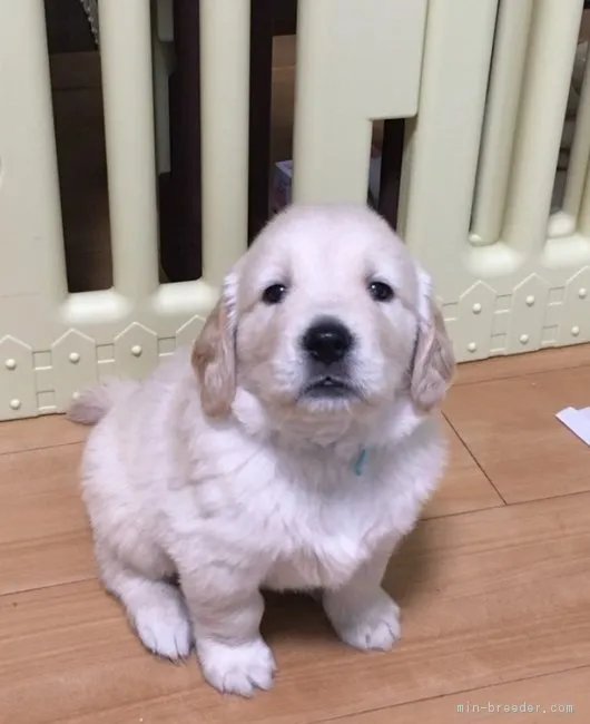 ID:1805-01504の子犬