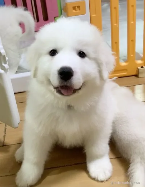 ID:2105-02713の子犬
