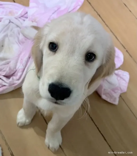 ID：2107-02069の子犬