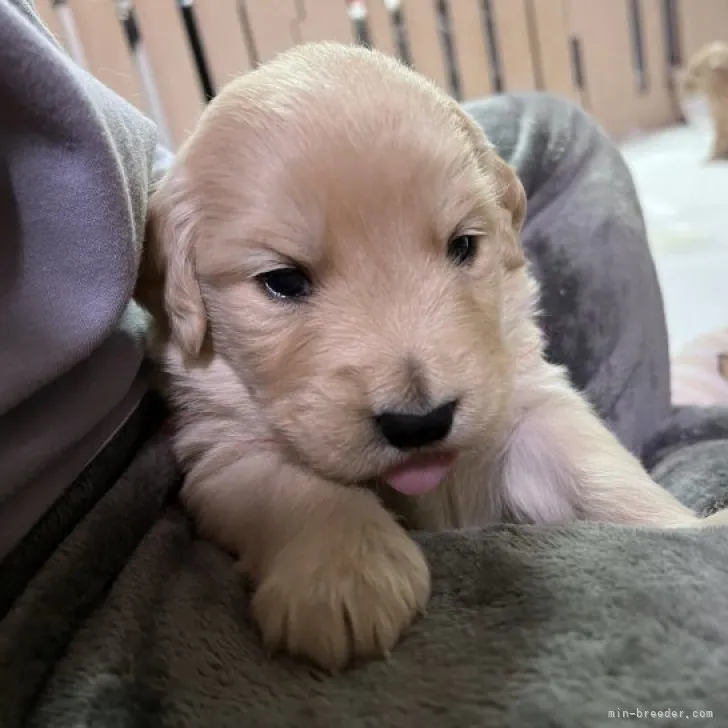 ID:2301-03603の子犬