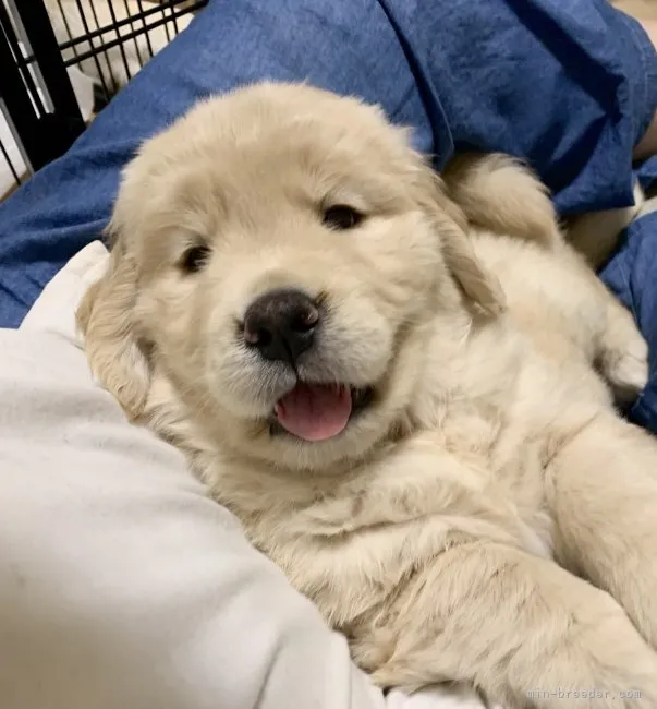 ID：2207-00608の子犬