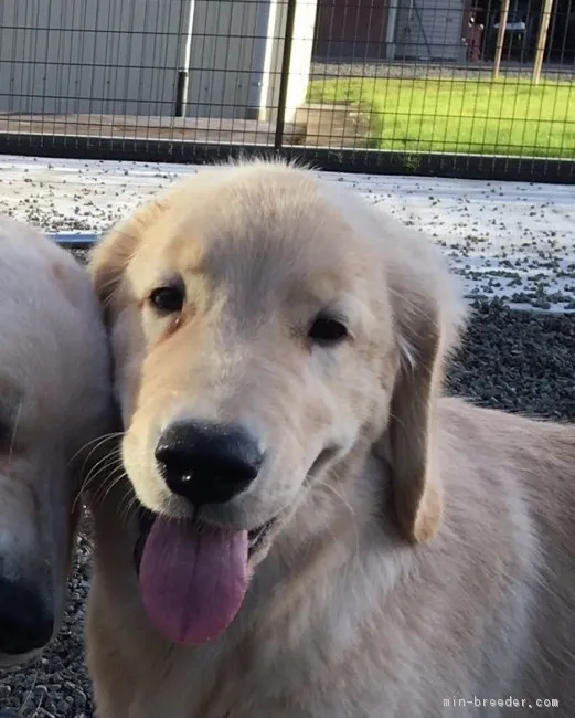 ID：1807-02060の子犬