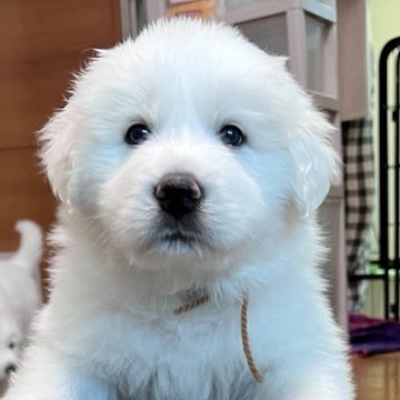 グレートピレニーズ【静岡県・男の子・2024年3月30日・ホワイト】の写真「お母さんに似て、かなりのマイペース？」