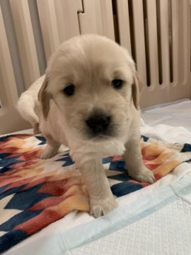 ゴールデンレトリバー【静岡県・男の子・2019年4月19日・ゴールド】の写真「両親犬明るくて人好きな子達」