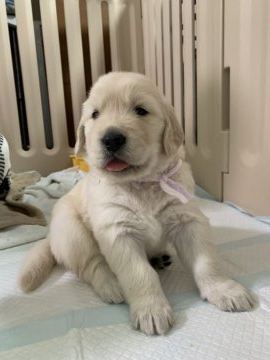 ゴールデンレトリバー【静岡県・男の子・2019年4月19日・ゴールド】の写真「両親犬明るくて人好きな子達」