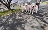 グレートピレニーズ【・女の子・2021年5月7日・ホワイト】
