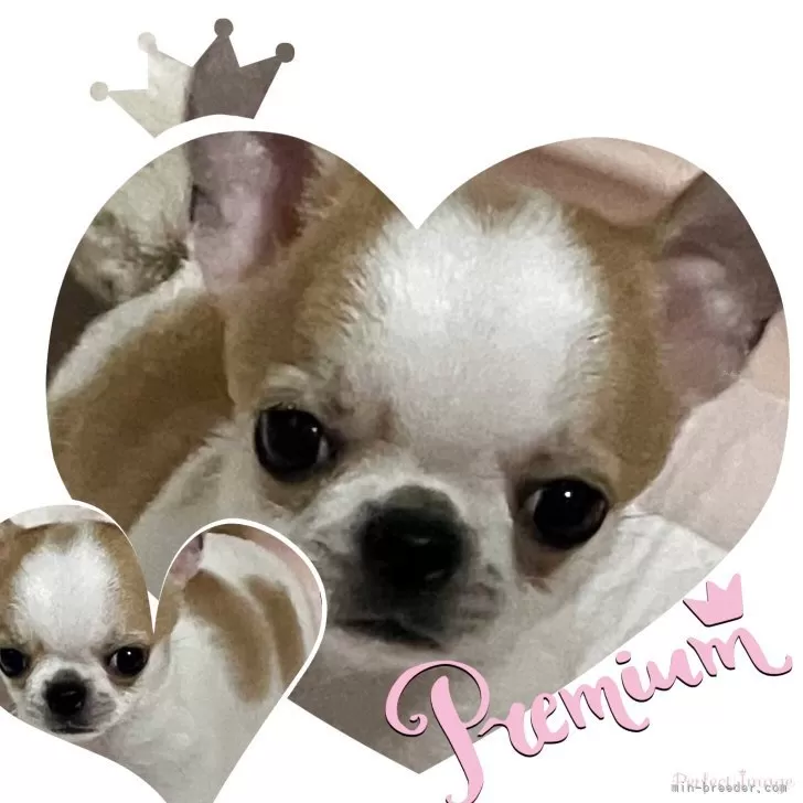 ID：2504-01137の子犬