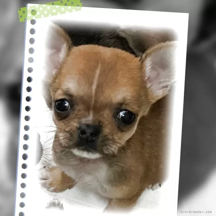 ID:2503-02197の子犬