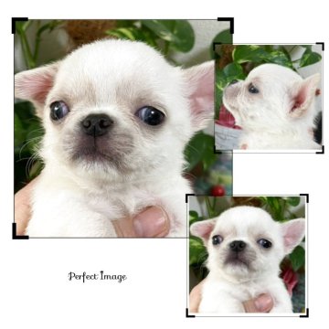 お値下げしました！】【予約販売】甲州小梅 3kg 山梨県産 小梅