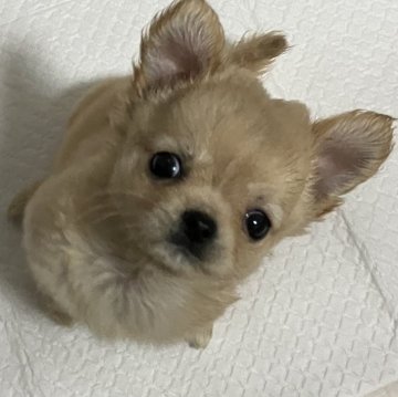 チワワ(ロング)【千葉県・女の子・2024年9月23日・クリーム】の写真「可愛い女の子！」