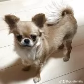 チワワ(ロング)