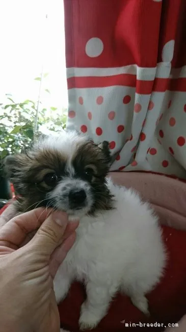 ID:1706-00838の子犬