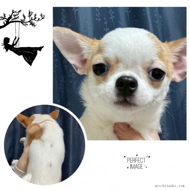ID:2102-03187の子犬