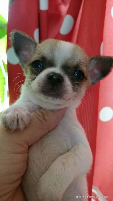 ID:1611-01410の子犬
