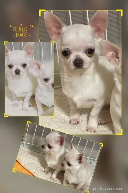 ID:2102-03148の子犬
