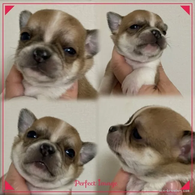 ID:2112-02770の子犬