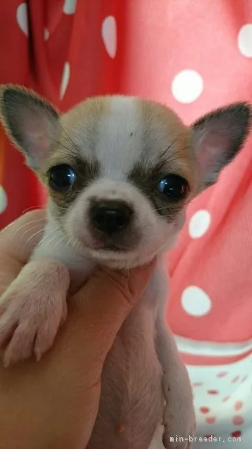 ID:1611-00747の子犬