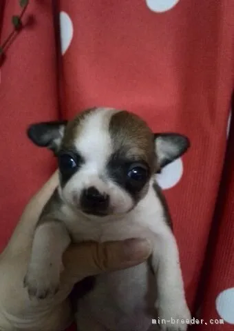 ID:1604-01539の子犬