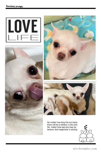 ID:2203-02758の子犬