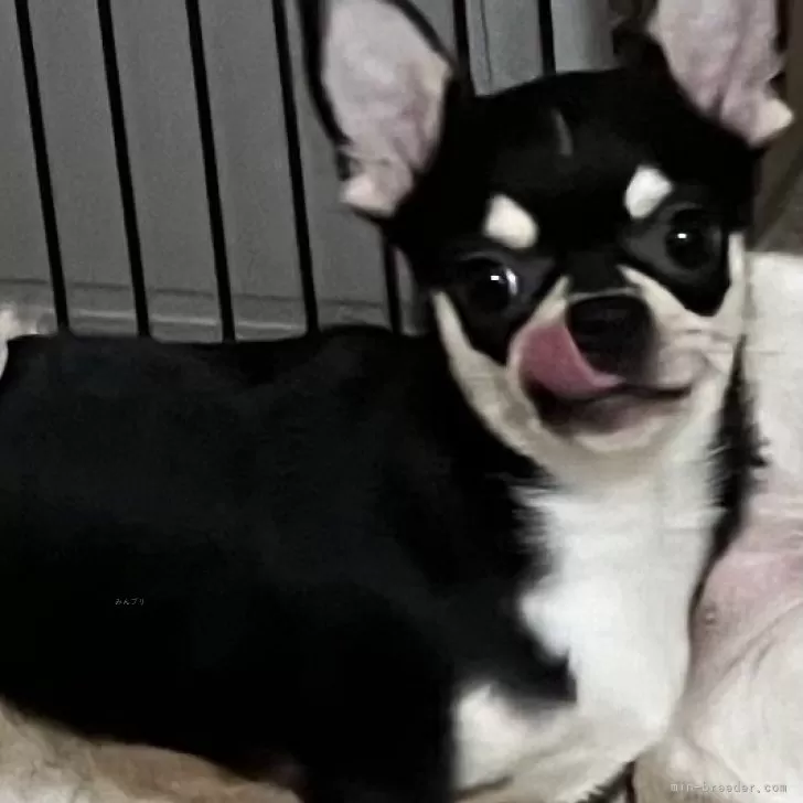 ID:2408-04915の子犬