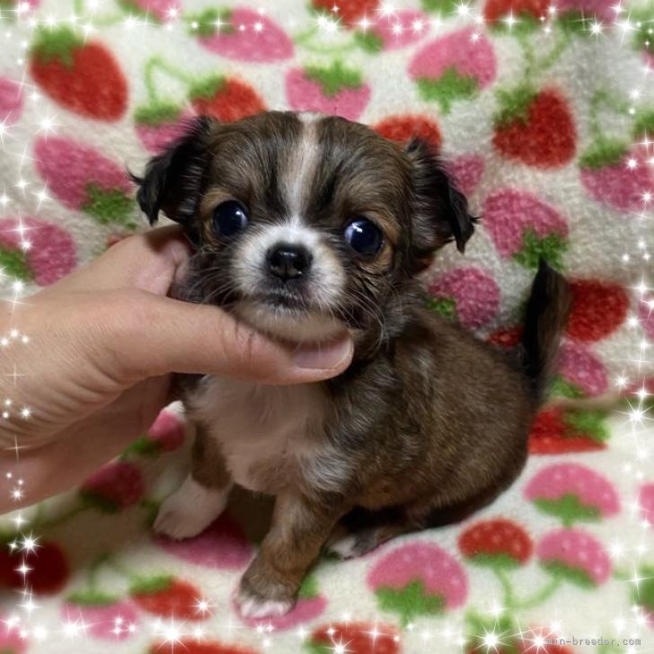 チワワ ロング 福岡県 男の子 22年9月23日 レッド ホワイト 超良血統の男の子 みんなのブリーダー 子犬id 2210 チワワ ロング 福岡県 男の子 22年9月23日 レッド ホワイト 超良血統の男の子 みんなのブリーダー 子犬id 2210
