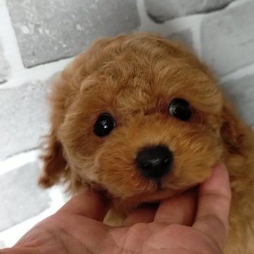 トイプードル(タイニー)【埼玉県・男の子・2024年11月20日・レッド】の写真「しっかりガッチリ体型クリクリ目の可愛い男の子です」