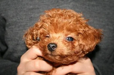 手塚 様のお迎えした子犬