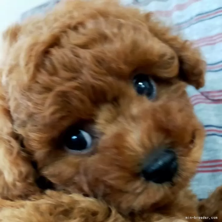 ID:2405-01920の子犬