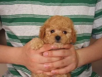 ぷーちゃん 様のお迎えした子犬
