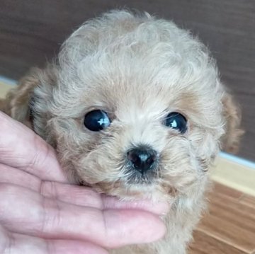トイプードル(ティーカップ)【埼玉県・女の子・2024年3月28日・アプリコット】の写真「かなり小さく、マズルも超短い女の子です！」