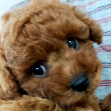 トイプードル(タイニー)【埼玉県・男の子・2024年3月28日・レッド】の写真「クリクリお目々で穏やかな性格」