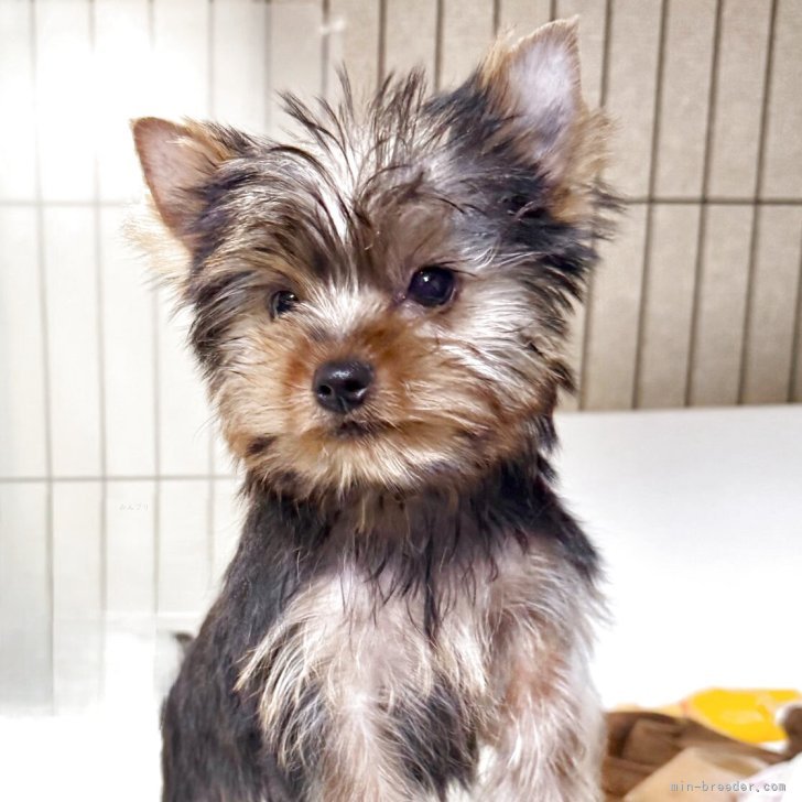 ブリーダー画像