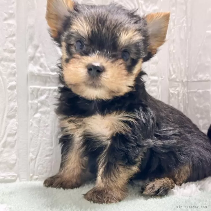 ID：2412-07451の子犬