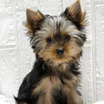 ヨークシャーテリア【埼玉県・男の子・2025年8月11日・スティールブルー&タン!】の写真「遊んでと甘えて来ます。」