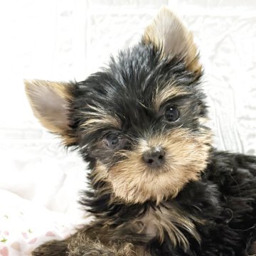 ヨークシャーテリア【埼玉県・女の子・2025年11月26日・スティールブルー&タン】の写真「お茶目な女の子です。」